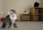 «В Новый год – новый кот». Центр обращения с животными продолжает праздничную акцию