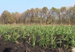 ХОГА: На проведение весенне-полевых работ на Харьковщине нужно более 3 млрд.гривен