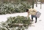 Елочная кампания-2015 завершилась. Новогодних деревьев реализовали почти на 21 млн.гривен