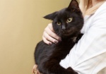 В харьковском приюте для животных поселился кот, «обокравший» мясокомбинат