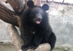В харьковском зоопарке пополнение - у гималайской медведицы Герды родилась двойня