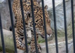 В частном зоопарке на Харьковщине ягуар напал на женщину