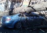 В центре Харькова упавшее дерево раздавило две иномарки