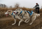 В Харькове снова пройдут соревнования на собачьих упряжках