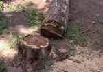 Сильный ветер свалил в Харькове более 20 деревьев