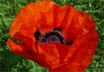 В память о жертвах войн харьковчанам предлагают сделать цветки мака