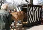 Двух канн из Харьковского зоопарка отправят в Винницкую область