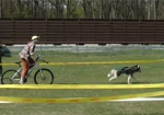 Соревнования в тандеме с животными. В Харькове прошли забеги владельцев собак на велосипедах и квадроциклах