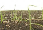 На Харьковщине уже засеяли 66% яровых зерновых и зернобобовых