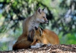 Порошенко одобрил закон о «сезоне тишины» в местах размножения животных