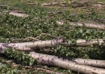 Из-за сильного ветра в Харькове упало 5 деревьев