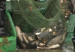 В Дергачевском районе предприниматель незаконно выловил более 3 тонн рыбы