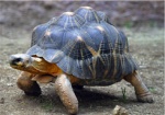 23 мая - World Turtle Day. В Харьковском зоопарке будут искать «сокровища» каймановой черепахи