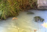 В реке под Харьковом выявили загрязнение: проводится экспертиза
