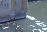 Загрязнение реки Мерла. В прокуратуре начали расследование