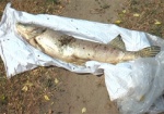 Экологическая катастрофа на реке Мерла. В двух районах Харьковщины гибнет речная рыба и скот