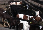 На Харьковщине увеличилось поголовье крупного рогатого скота