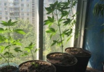 Харьковчанин вырастил дома около 30 кустов конопли