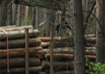 Незаконная вырубка леса в Волчанском районе. Местные жители просят разобраться с завышенными ценами на дрова