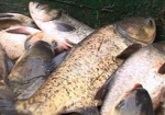 На Харьковщине предприниматель незаконно пользовался водоемом и выловил более 30 тонн рыбы