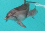 В Харькове родился дельфиненок