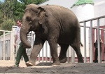 В субботу в Харьковском зоопарке пройдет «День слонов»