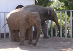 Сегодня в Харьковском зоопарке - «День слонов»