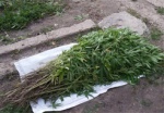 На Харьковщине женщина вырастила 400 кустов «лечебной» конопли