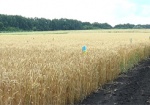 Планы на урожай. Аграрии Харьковщины хотят собрать 2,5 миллиона тонн ранних зерновых и зернобобовых
