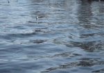 В Богодуховском районе нетрезвый мужчина утонул во время купания