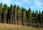 На Валковщине занизили стоимость аренды хвойного леса. Прокуратура начала расследование
