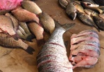 С начала года Рыбохрана изъяла больше тонны рыбы, которая продавалась без документов