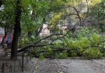 Во время непогоды в Харькове упали 21 дерево и 144 крупных веток, никто не пострадал