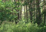 Гектар леса под Харьковом вернули государству