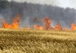 В Изюмском районе сгорели полтора гектара хлебного поля