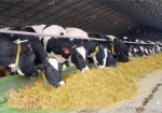 На Харьковщине создается крупная молочная ферма