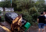 На Салтовке дерево упало на автомобиль