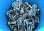 Харьковчанин умер от отравления грибами