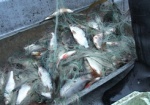 Депутаты хотят ввести мораторий на промышленный вылов рыбы