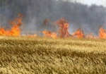 В Близнюковском районе загорелось хлебное поле