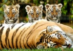 Завтра в зоопарке - День амурских тигров