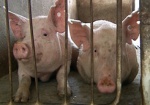 В области усилили карантин для предупреждения африканской чумы свиней