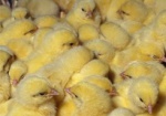 Жители Донбасса получат цыплят по программе ООН