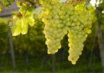 В Чугуеве пройдет фестиваль виноградарства «Слобожанская гроздь»