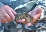 Охота на браконьеров. Харьковская рыбохрана объявила о запрете на ловлю раков