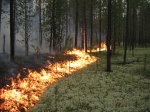 За сутки на Харьковщине произошло 25 пожаров в экосистемах