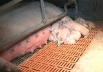 На Харьковщине увеличилось поголовье свиней на 6,5 тысяч