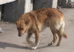 В Лозовой более 1 000 бездомных собак
