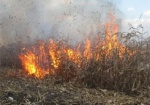 На Харьковщине загорелось кукурузное поле