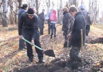 Осенью в Харькове планируют высадить более 1000 деревьев
